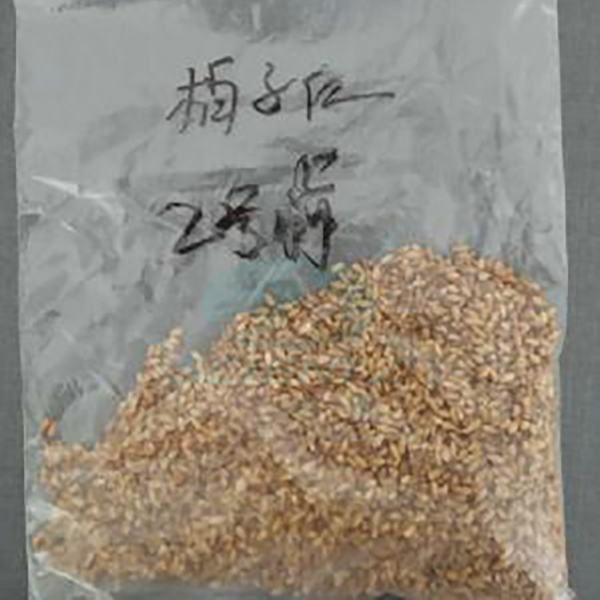 研磨前1